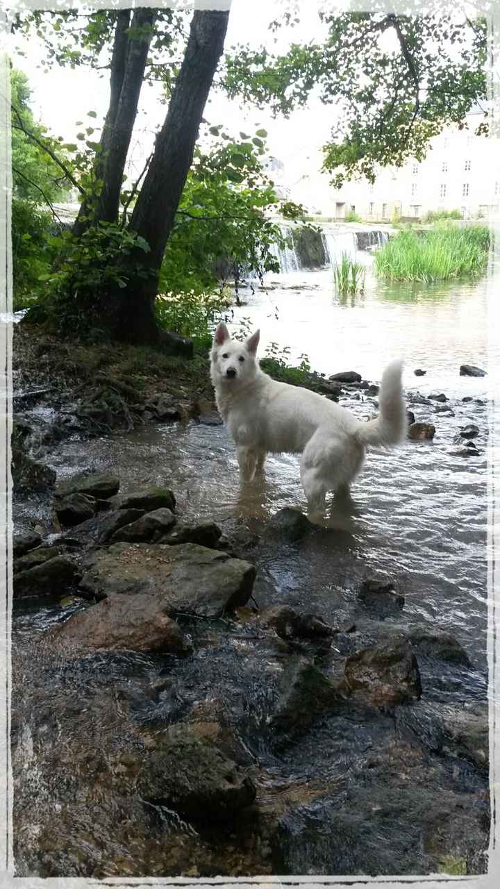 Un animal de compagnie à la maison juste après le mariage ? - 1