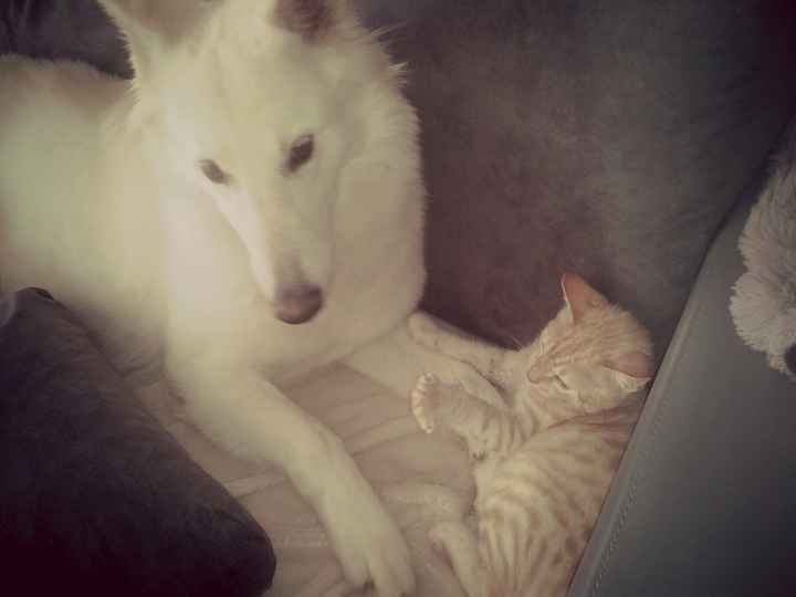 Un animal de compagnie à la maison juste après le mariage ? - 2