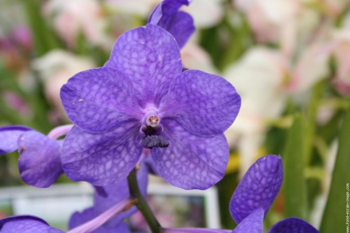 vanda
