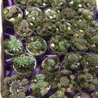  Dernière ligne droite - 2