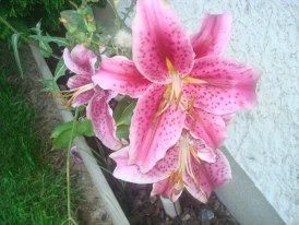 ma fleur préférée