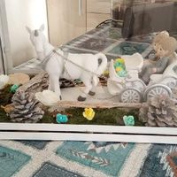 diy pendant le confinement - 2