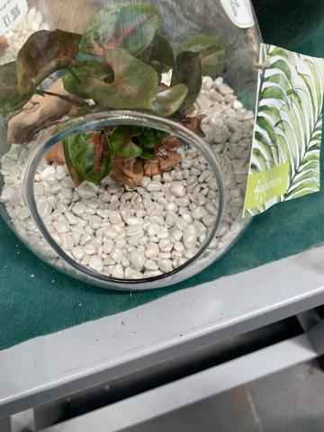 Pierres Vase - 1