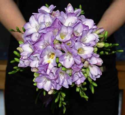 bouquet de fresia violette