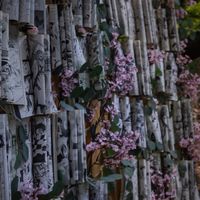 Mariage Japonais - 7