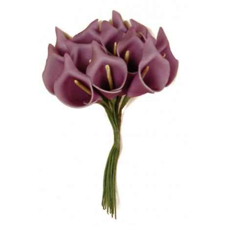 Arum violet
