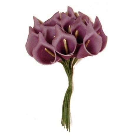 Arum violet