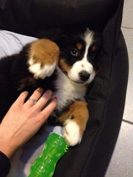 Nos animaux ! - 1
