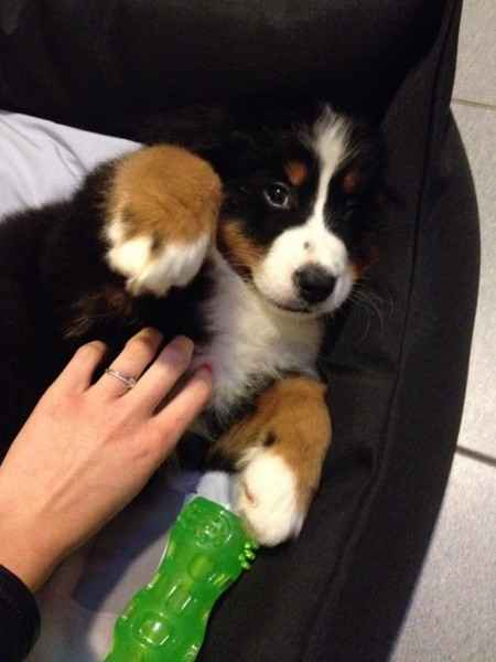 Nos animaux ! - 1