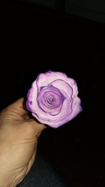 rose violette