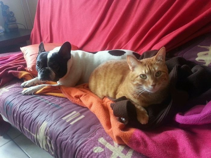 Nos animaux ! - 1
