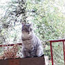 Elisa