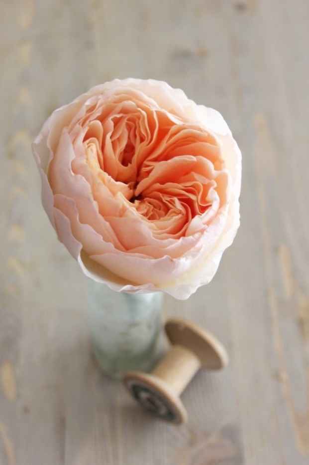 La rose David Austin