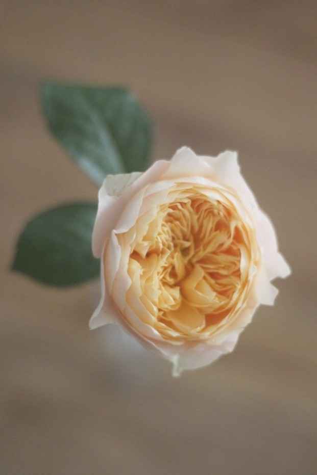 Rose Vuvuzela