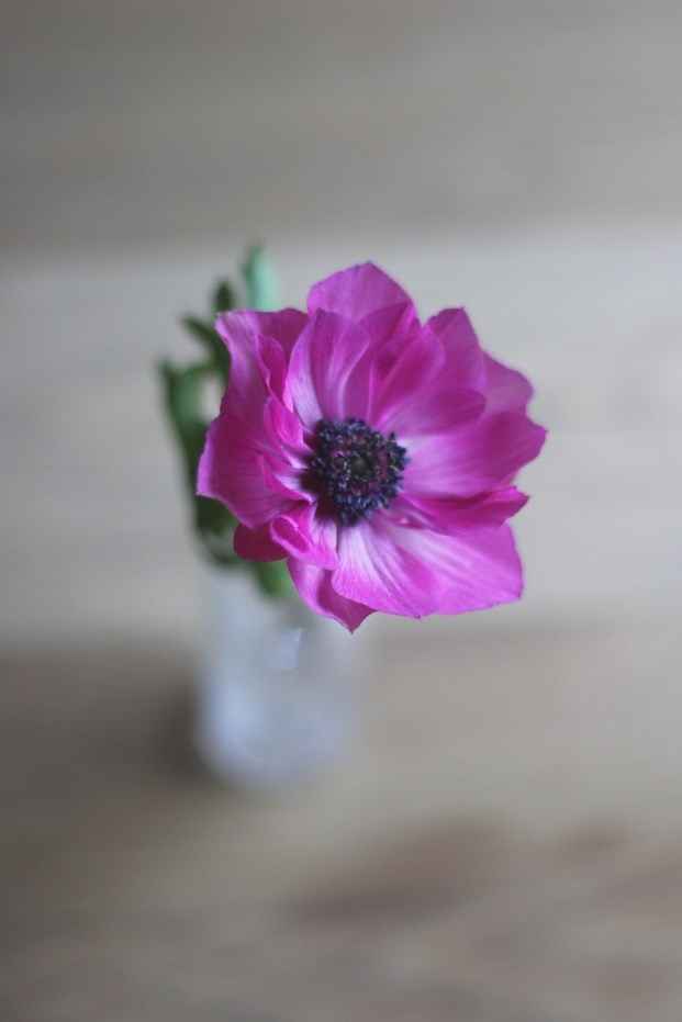Anemone