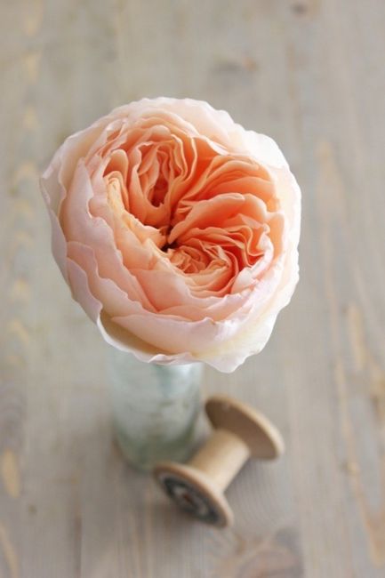 La rose David Austin