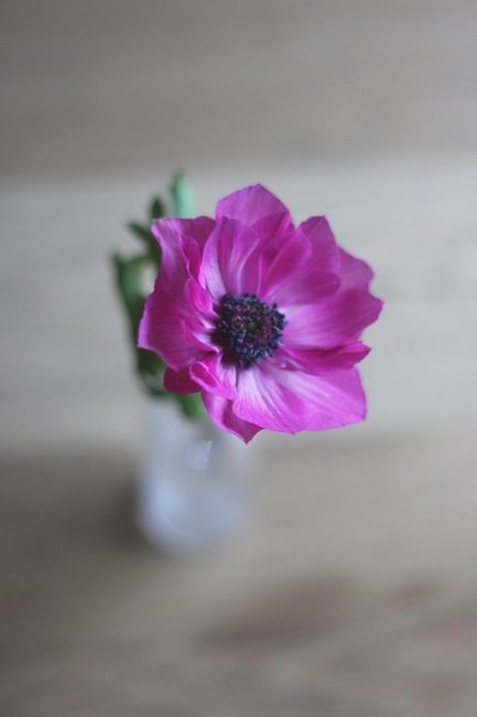 Anemone