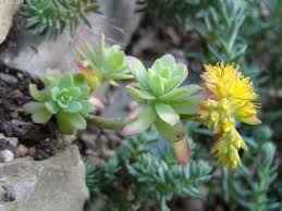 Mes plantes grasses