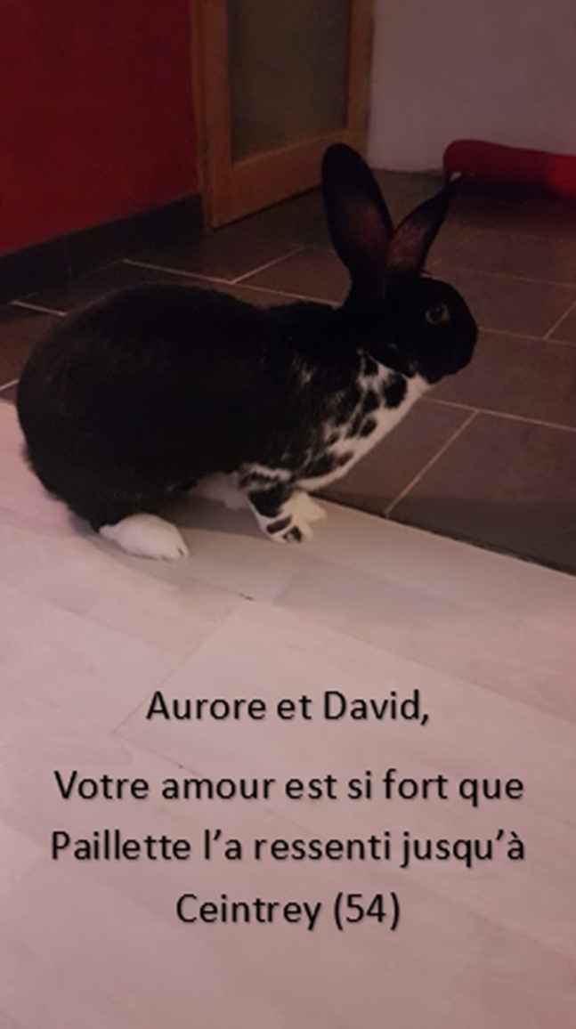 love note animalier