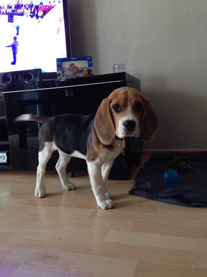 Si votre animal de compagnie était invité à votre mariage... - 1