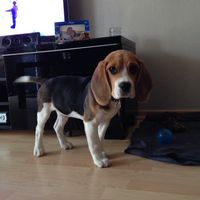 Si votre animal de compagnie était invité à votre mariage... - 1