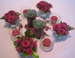 Chrysanthèmes ?? - 6