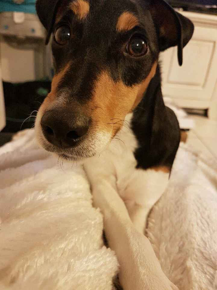 Chien qui apporte les alliances - 1