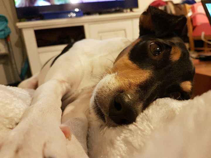 Chien qui apporte les alliances - 2