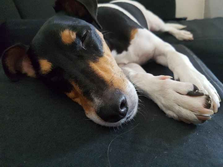 Animal, animaux, photos de nos chéris - 1