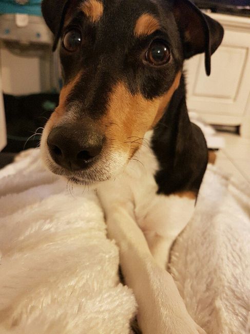 Chien qui apporte les alliances - 1