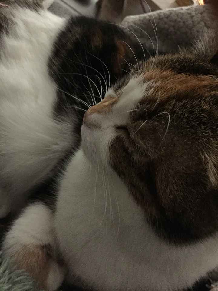 Comment s'appellent vos animaux poilus ? - 1