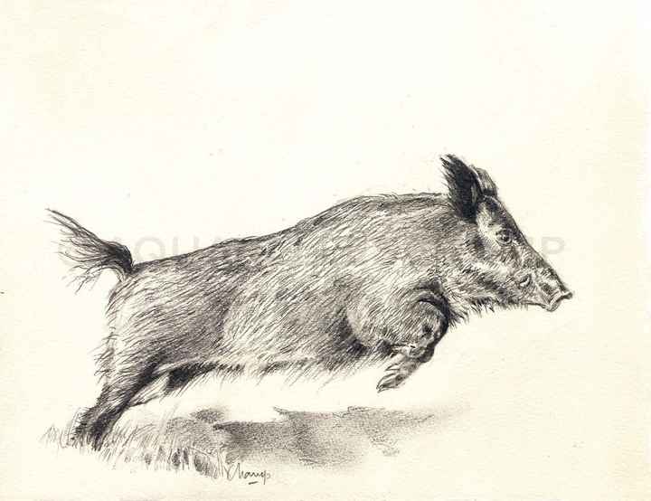 sanglier 