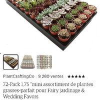 Cadeaux invités : mini plante - 1