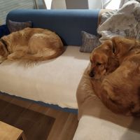 Mariage et chien 🐶 - 1