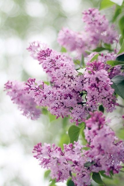 Lilas
