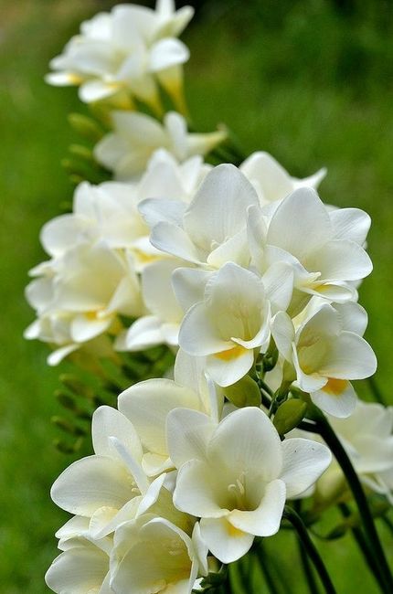 Freesia