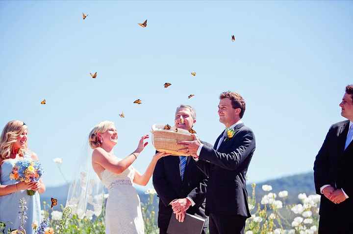 lacher de colombes 1