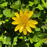 Tryphene