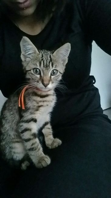 Nos animaux ! - 1