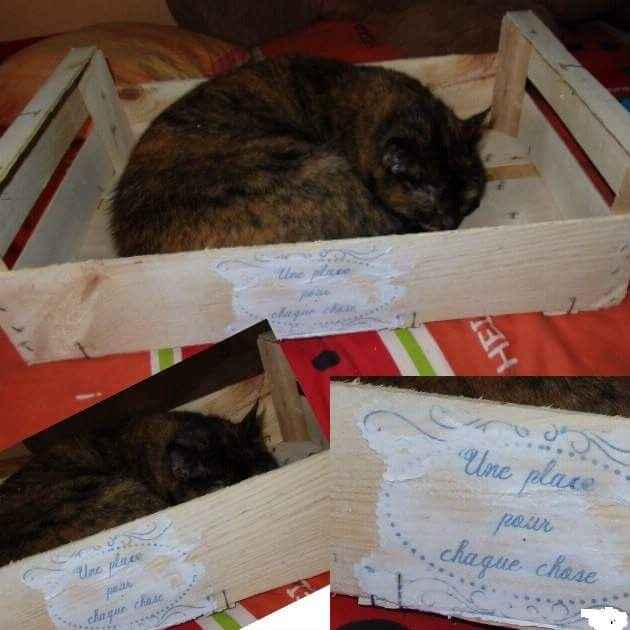 Merci mes chats.... - 1