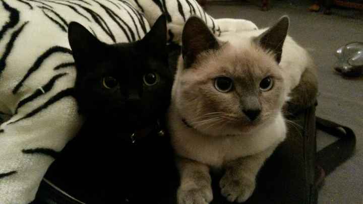 Vos animaux de compagnie ! - 1