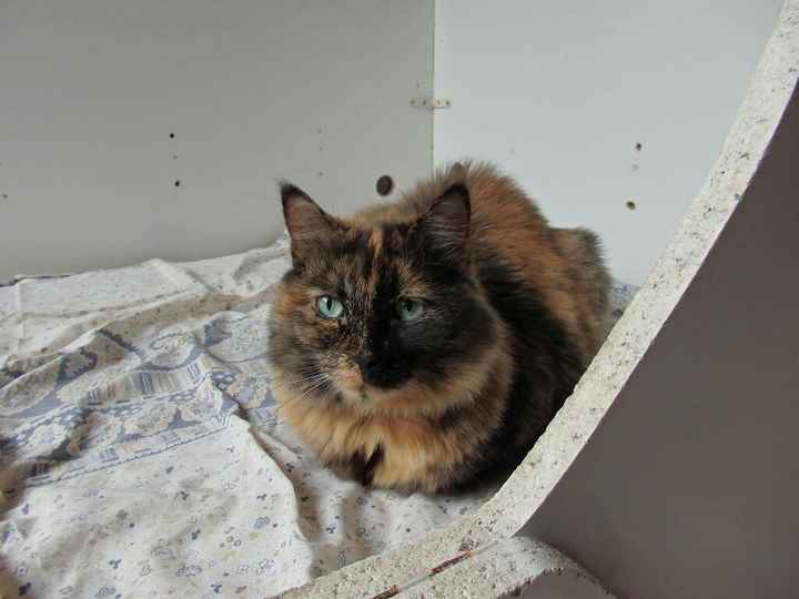 Vos animaux de compagnie ! - 3