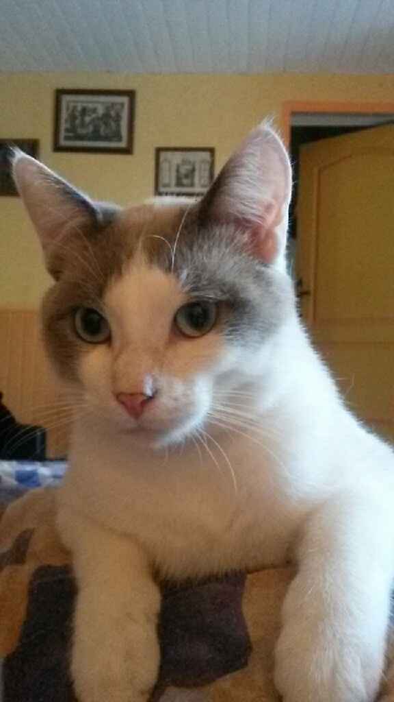 Vos animaux de compagnie ! - 4