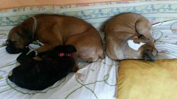 Vos animaux de compagnie ! - 5