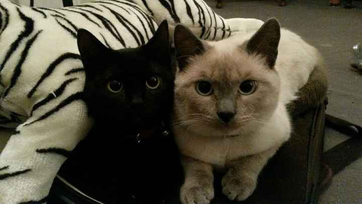 Nos amis les bêtes - 1