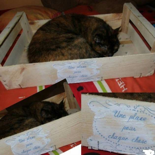 Vos animaux de compagnie ! - 2