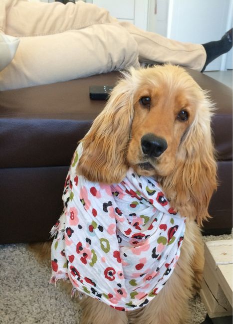 Prendre son chien le jour de son mariage - 1