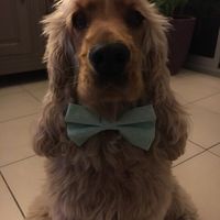 On a reçu le noeux papillon ! - 1