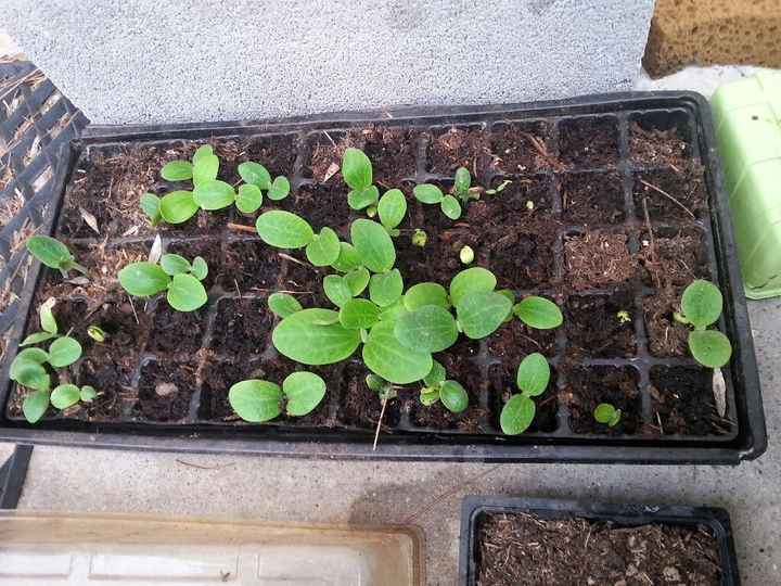 Décoration en progrès - 1