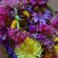 Photo lancé de fleurs séchées 🌸 - 1